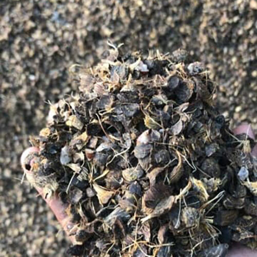 Palm Kernel Shell - Color: Dark Brown