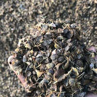 Palm Kernel Shell - Color: Dark Brown