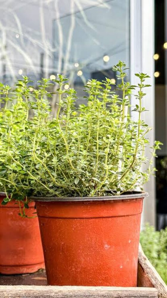 Fresh Natural Thyme - Age Group: Suitable For All