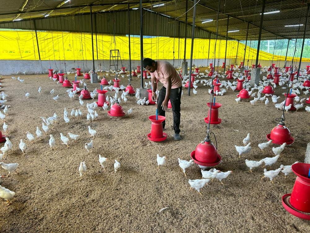 Industrial Poultry Farming