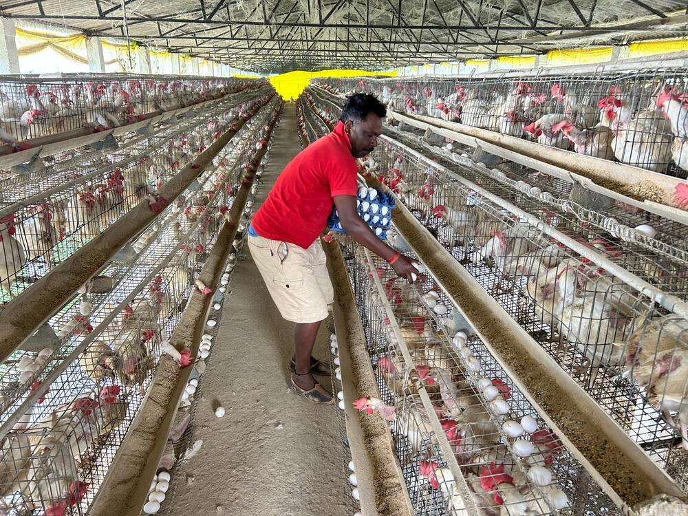 Poultry Feed Farming - Breed: Leghorn