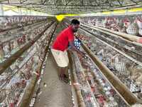 Poultry Feed Farming