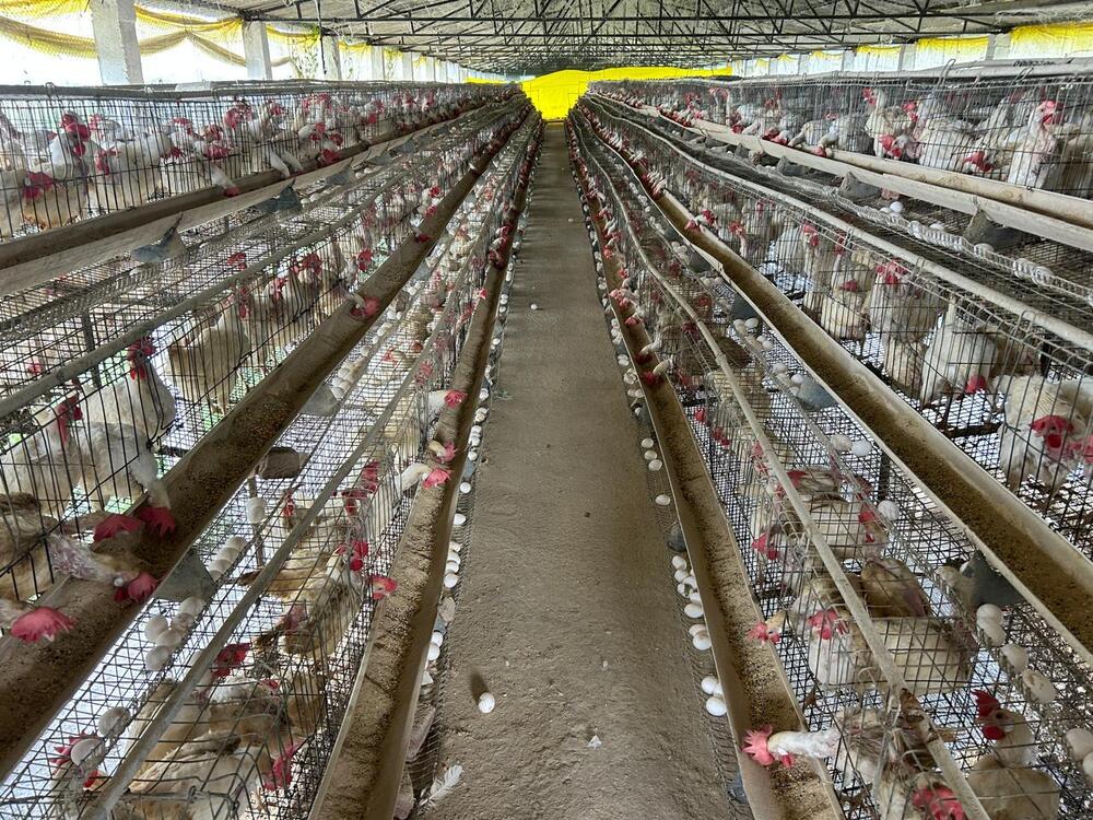 Poultry Feed Farming - Breed: Leghorn