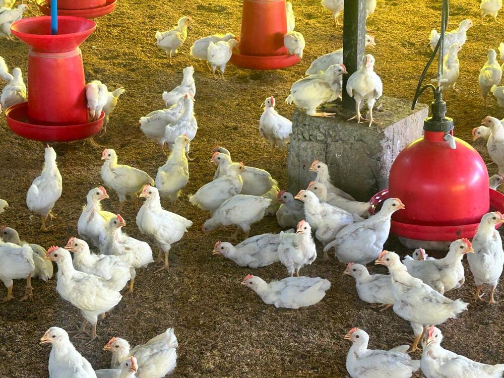 Poultry Feed Farming - Breed: Leghorn