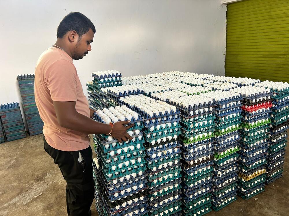 White Poultry Farming Egg - Egg Origin: Chicken