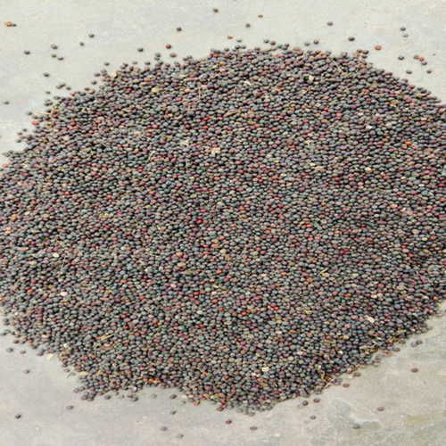 Mustard Seed - Cultivation Type: Organic