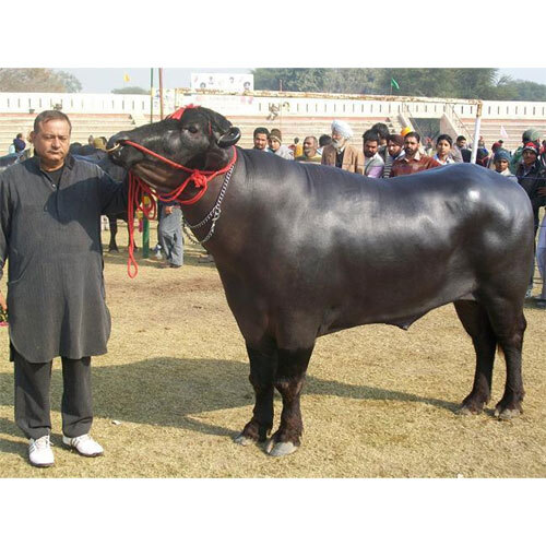 Murrah Bull - Color: Black