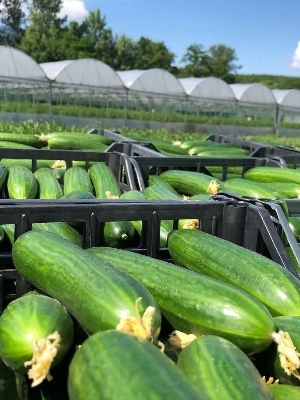 English Cacumber - Cultivation Type: Greenhouse