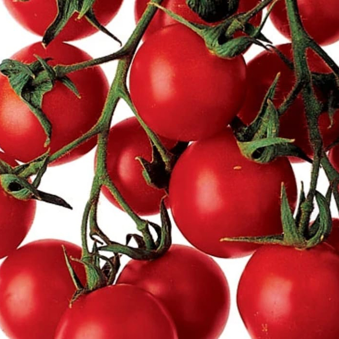 Fresh Tomato - Moisture (%): 93% Water