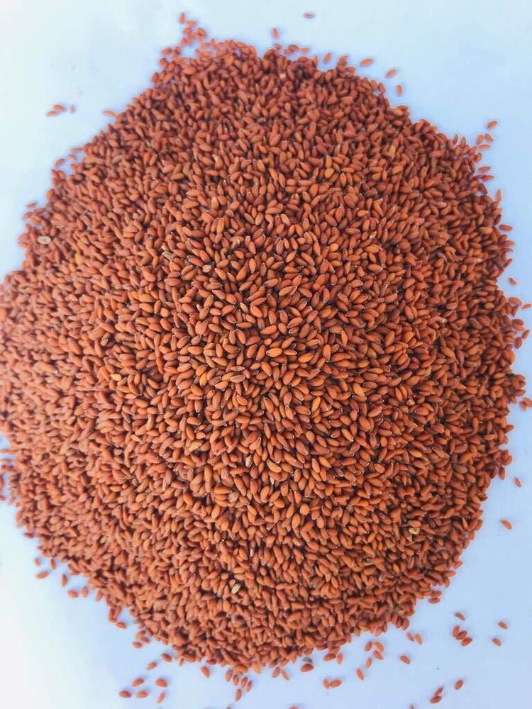 Halim Seeds - Color: Brown