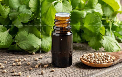 Costus Root Oil - Age Group: Adults