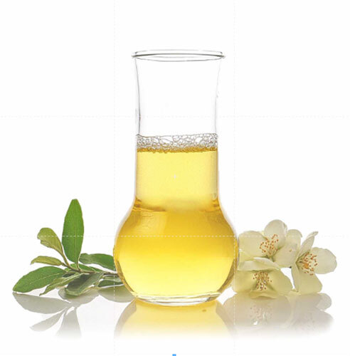 Cajeput Spice Oil