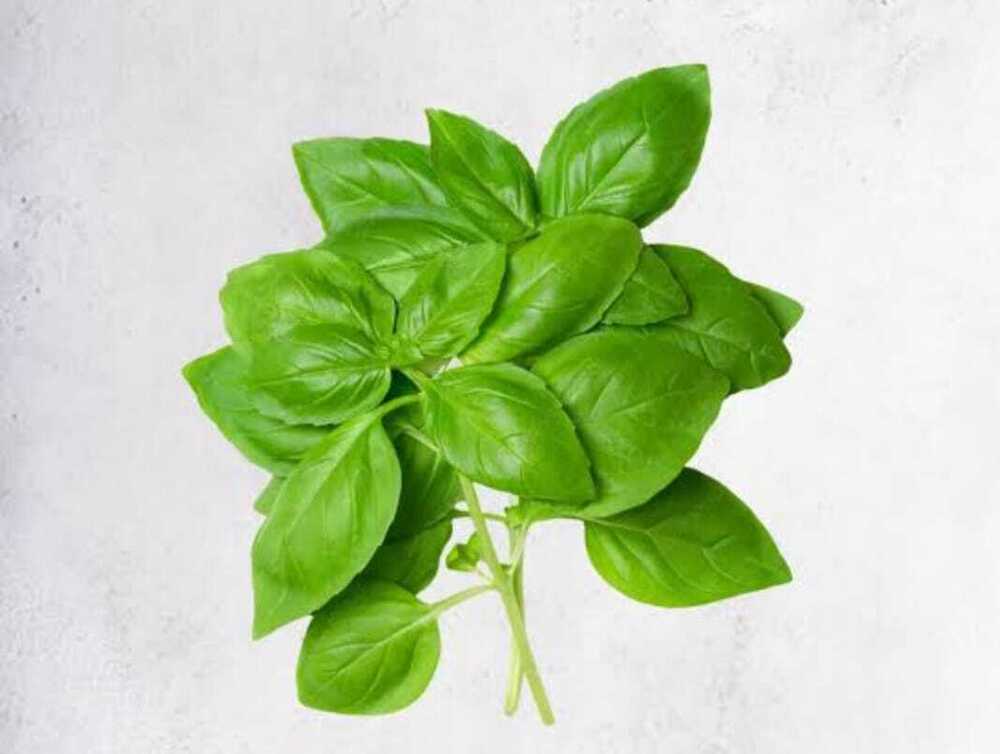 Basil Leaves - Cultivation Type: Organic