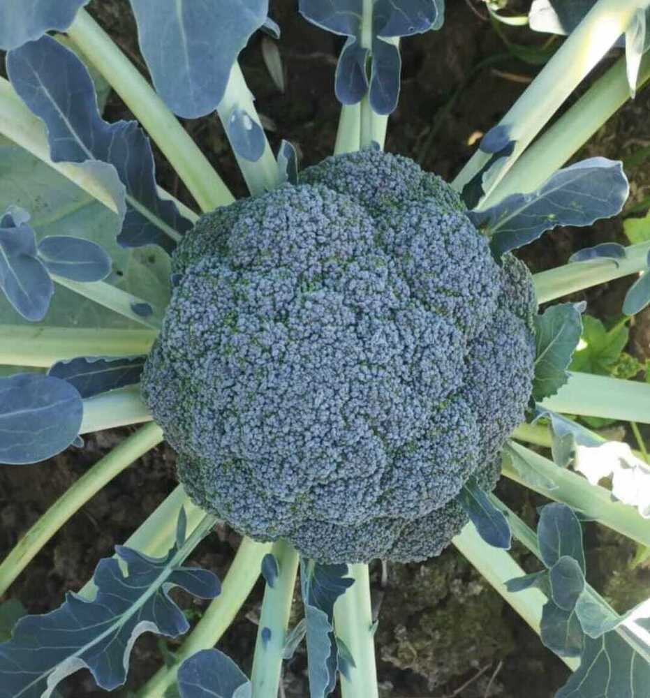 Fresh Broccoli - Cultivation Type: Organic