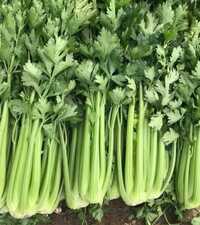 Celery Leaves