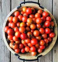 Cherry Tomato