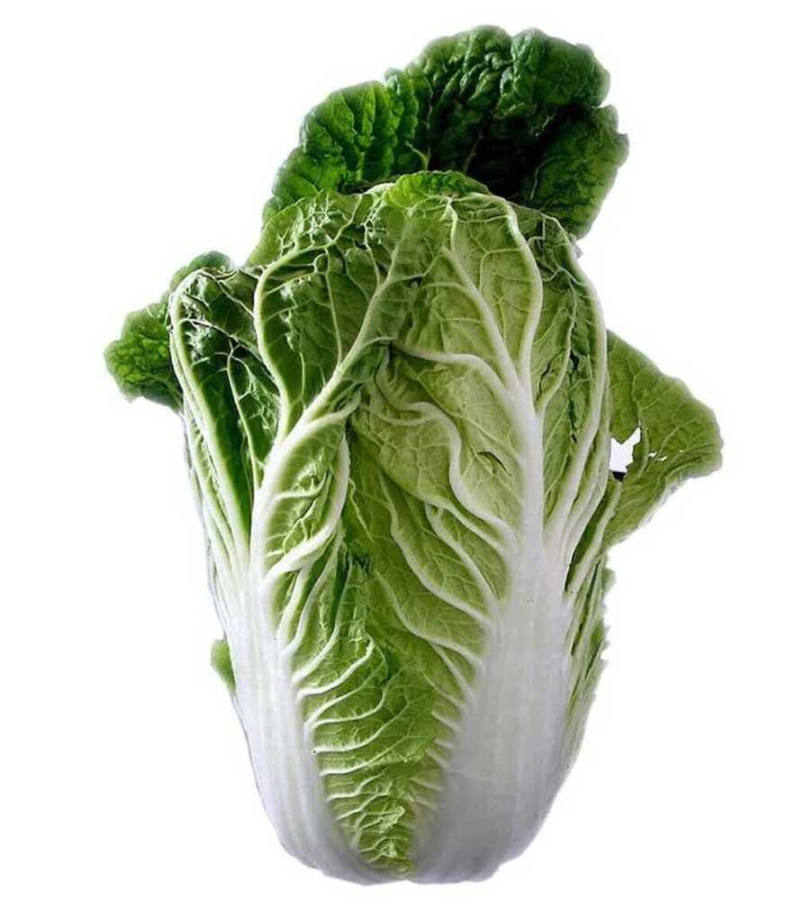 China Cabbage - Cultivation Type: Organic