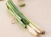 Lemon Grass