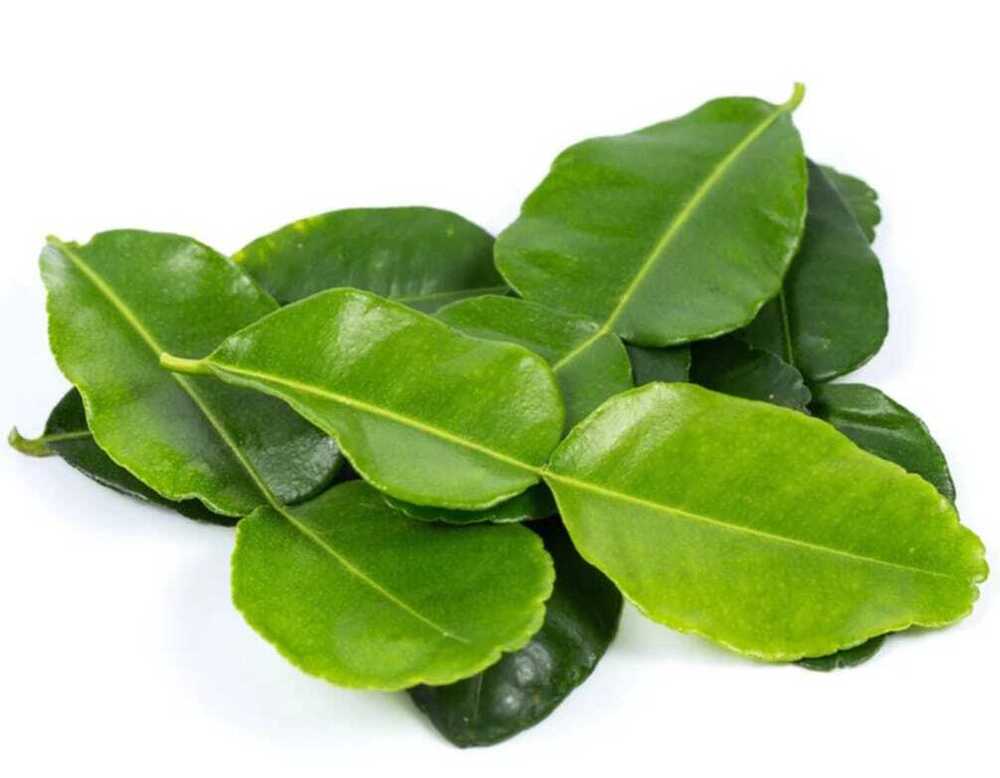 Lemon Leaf - Cultivation Type: Organic