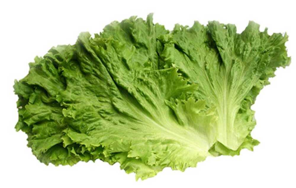 Lettuce Green - Cultivation Type: Organic