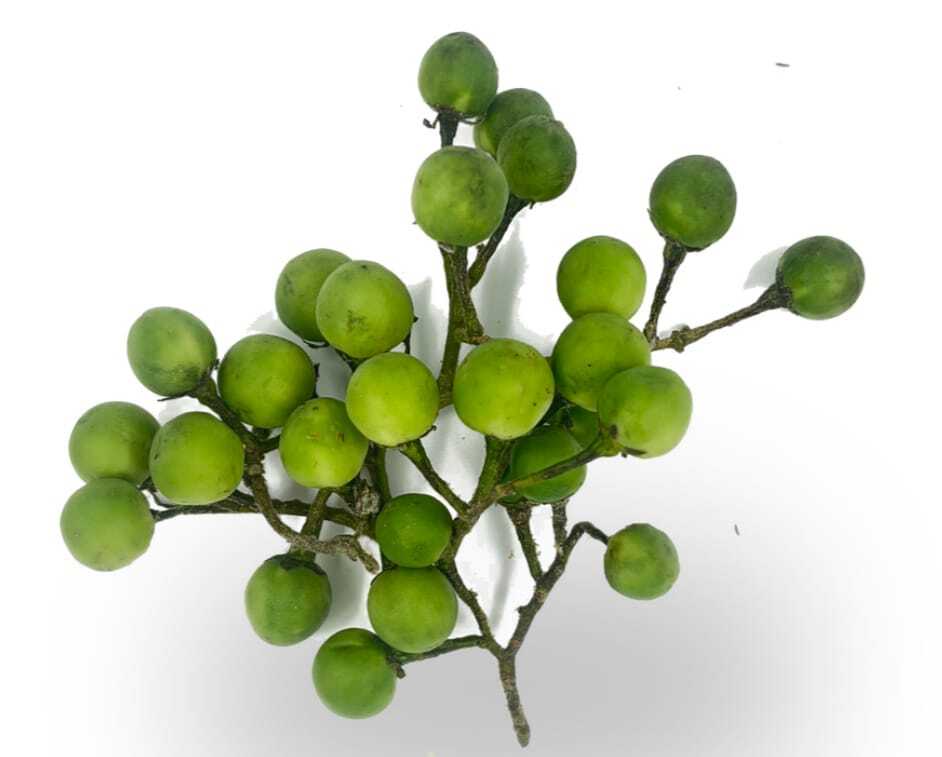 Thai Brinjal - Cultivation Type: Organic