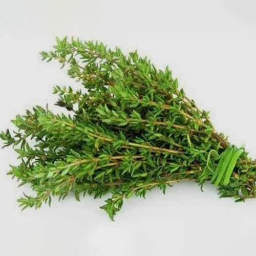 Thyme Leaves - Color: Green