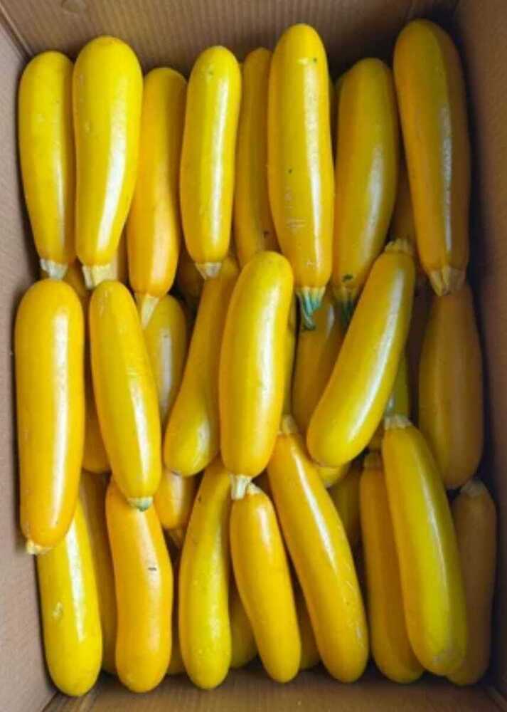 Zucchini Yellow - Cultivation Type: Organic
