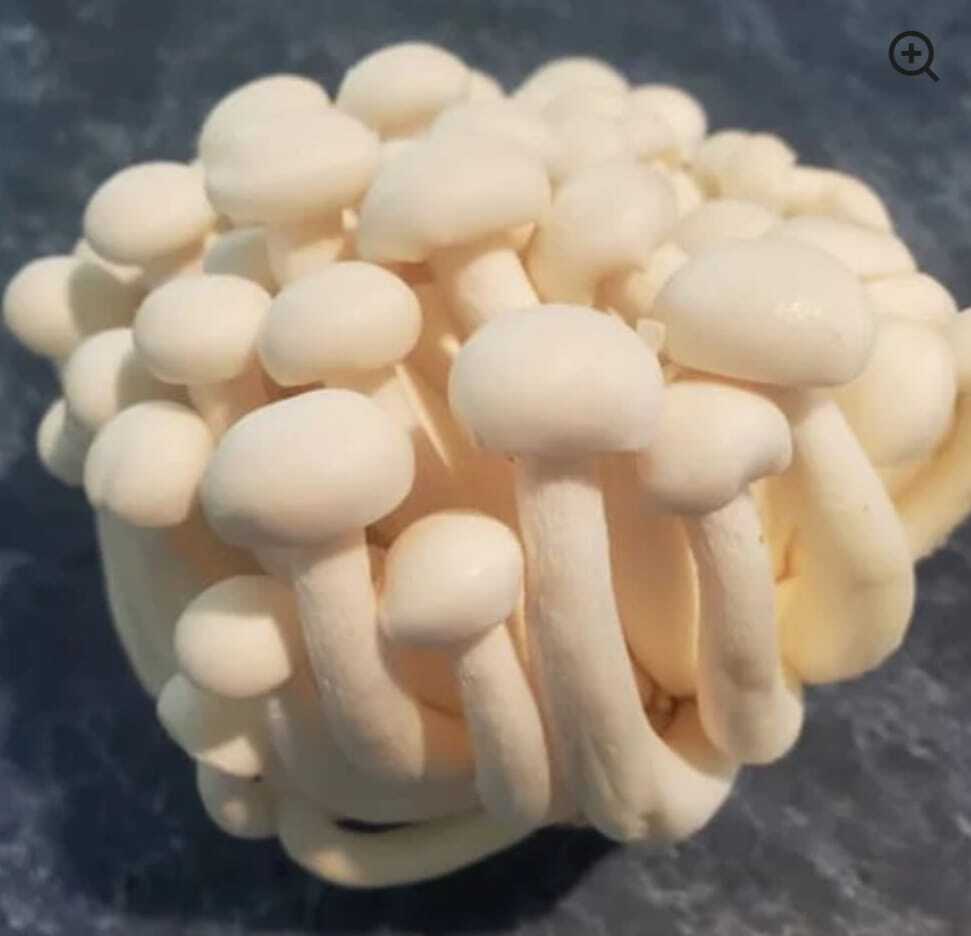 Shimeji Mushroom - Cultivation Type: Common