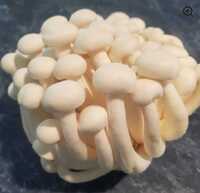 Shimeji Mushroom