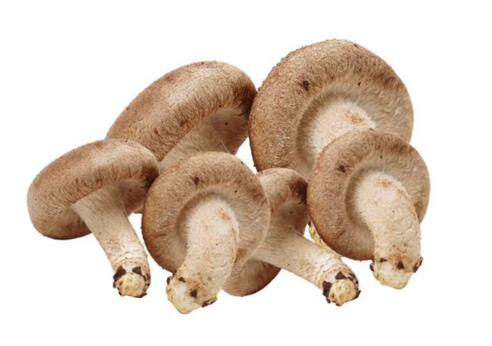 Thai Setake Imported Mushroom