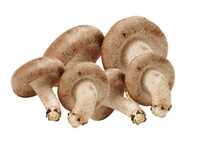 Shiitake Mushroom