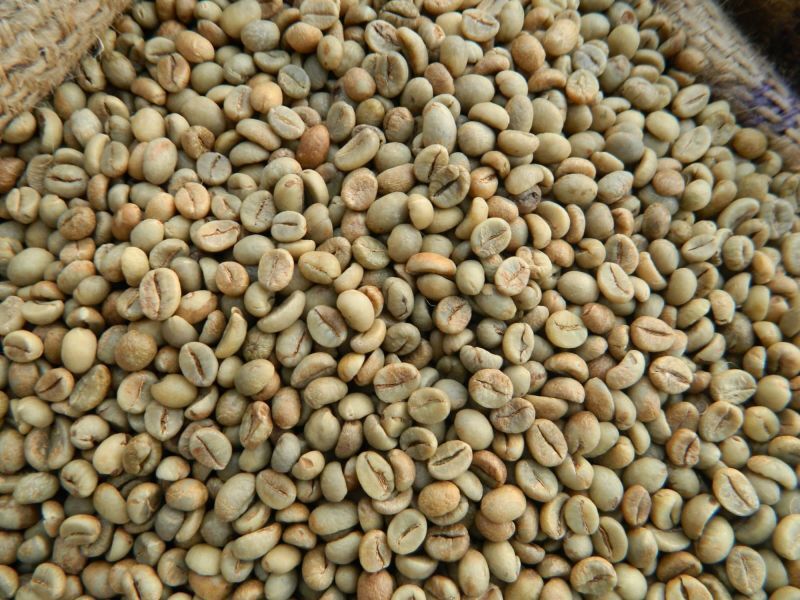 Robusta Coffee - Cultivation Type: Organic