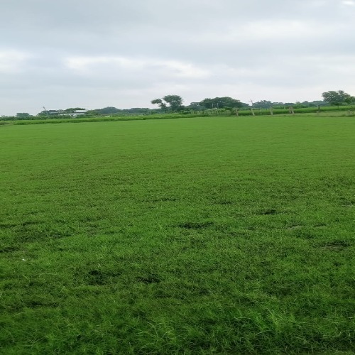 Cricket Ground Natural Grass