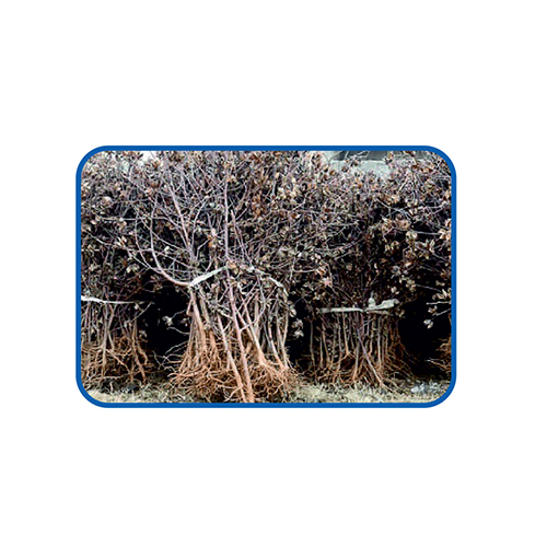 Cotton Agrowaste - Ash %: 5 %