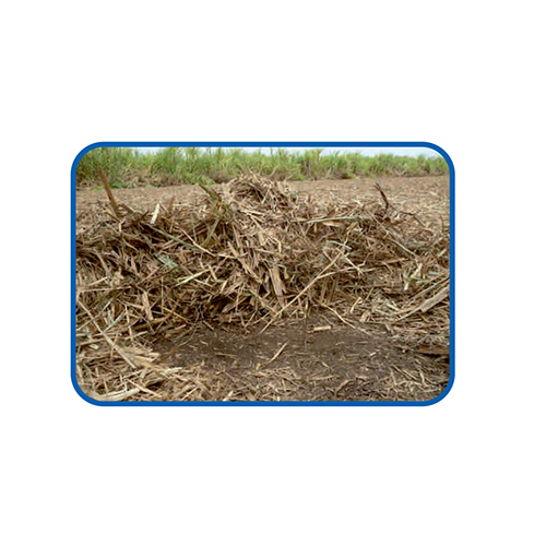 Sugar Cane Leaves