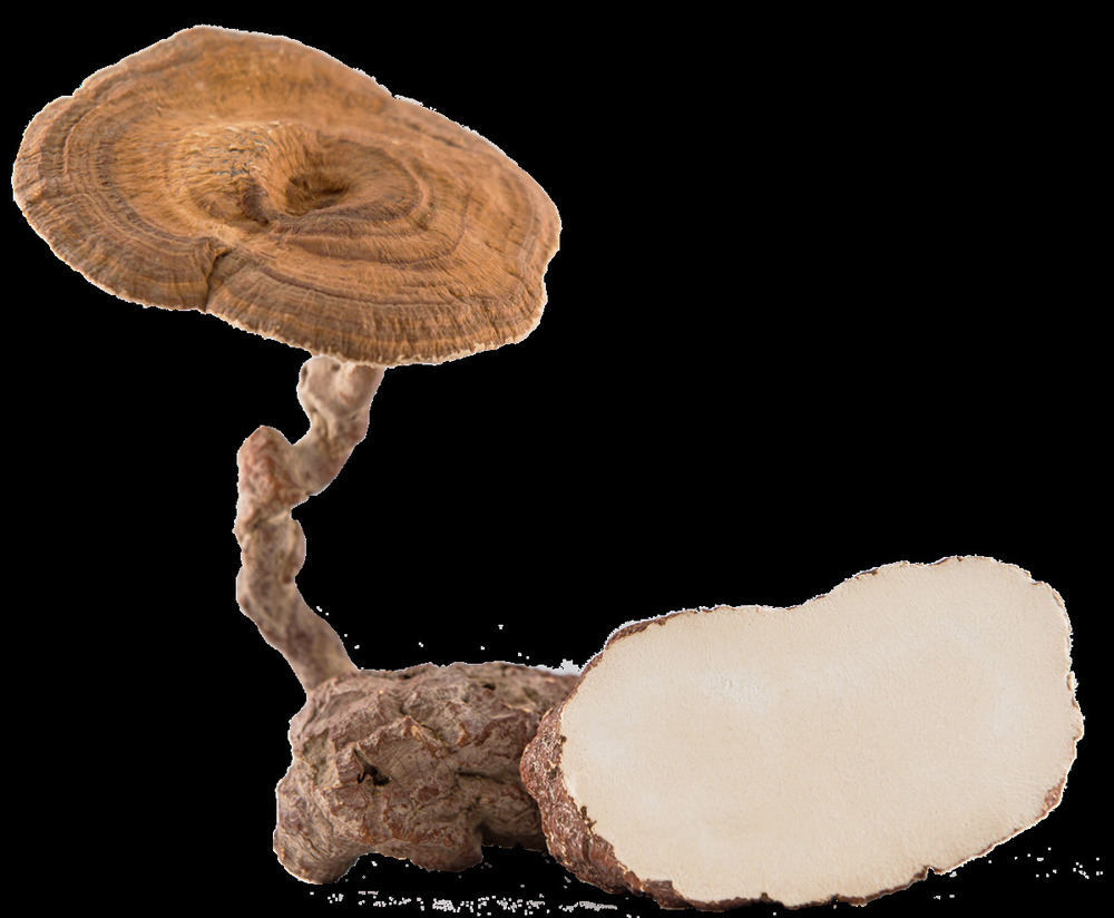 Tiger Milk Mushroom Powder