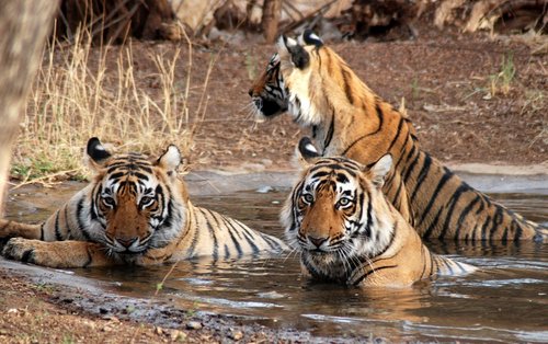 Wildlife Tours in INDIA