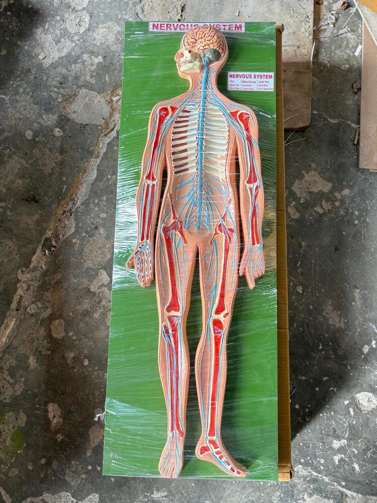 Nervous System Model - Color: Skin Color