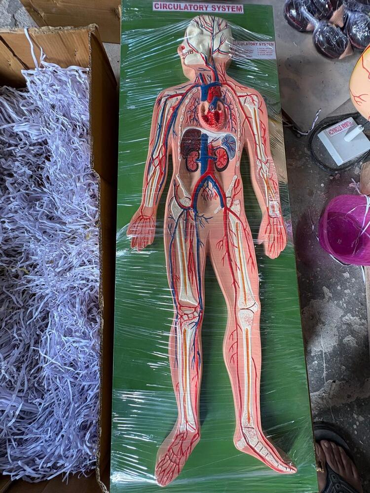 Circulatory System Model