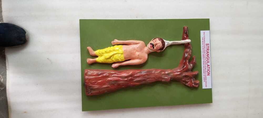 Pvc Jyotirmay Hanging Forensic Anatomical Models - Application: Lab Study Of Medical Science Student