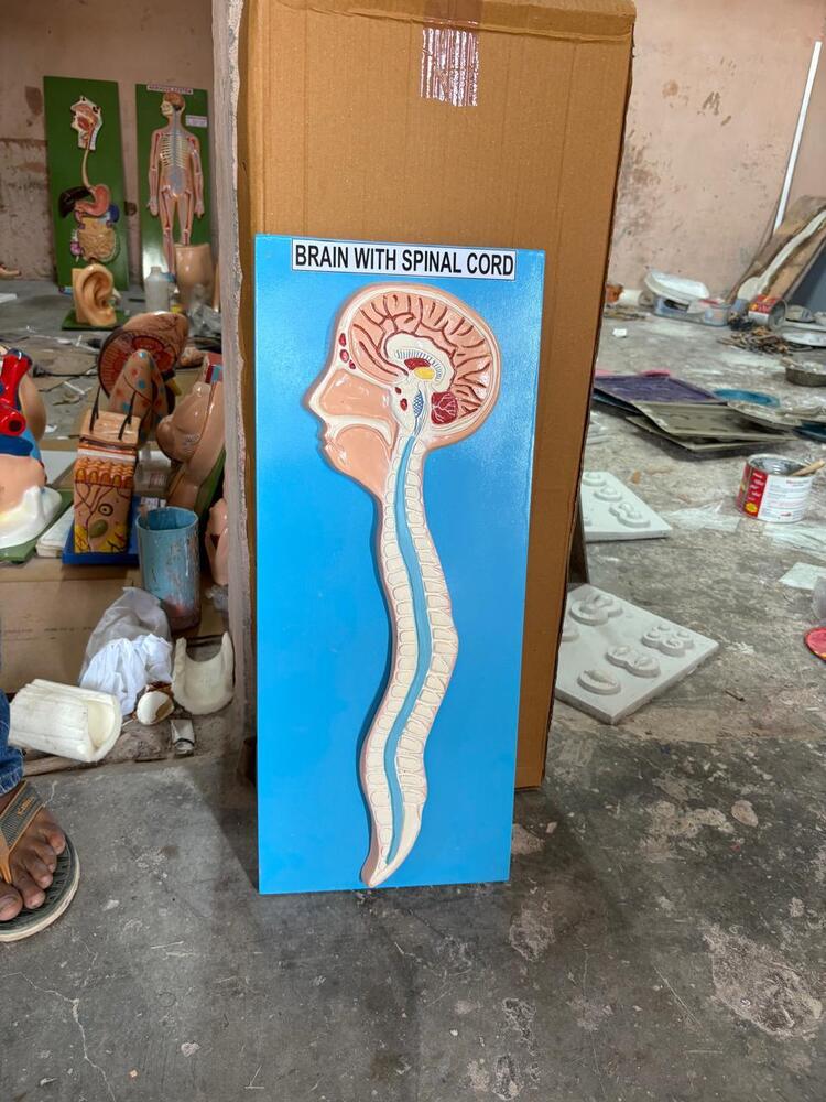 Brain With Spinal Cord Model