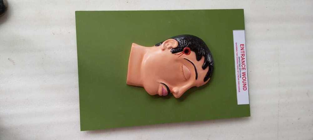 Entrance Wound Gun Shoot Forensic Model