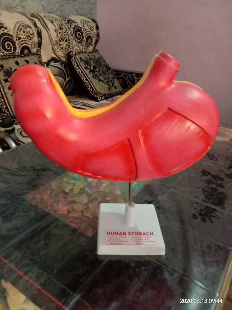 Human Stomach Model - Application: Laboratory