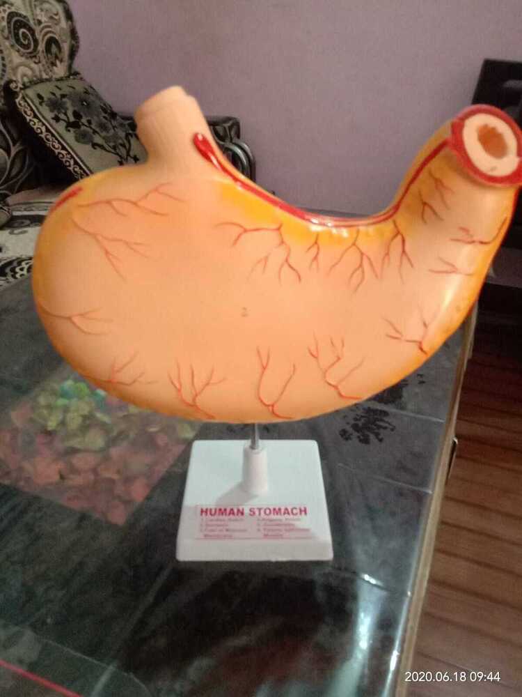 Human Stomach Model - Application: Lab Study Of Medical Science Student