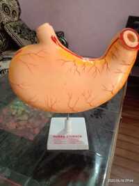 Human Stomach Model - Application: Lab Study Of Medical Science Student