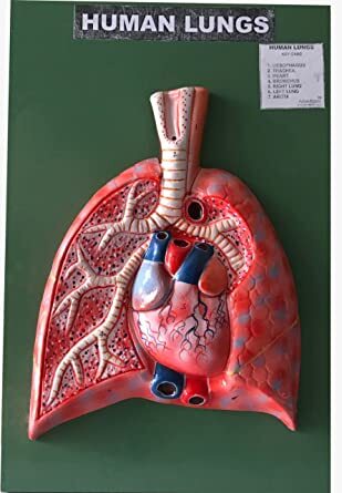 Human Lungs Model - Application: Laboratory