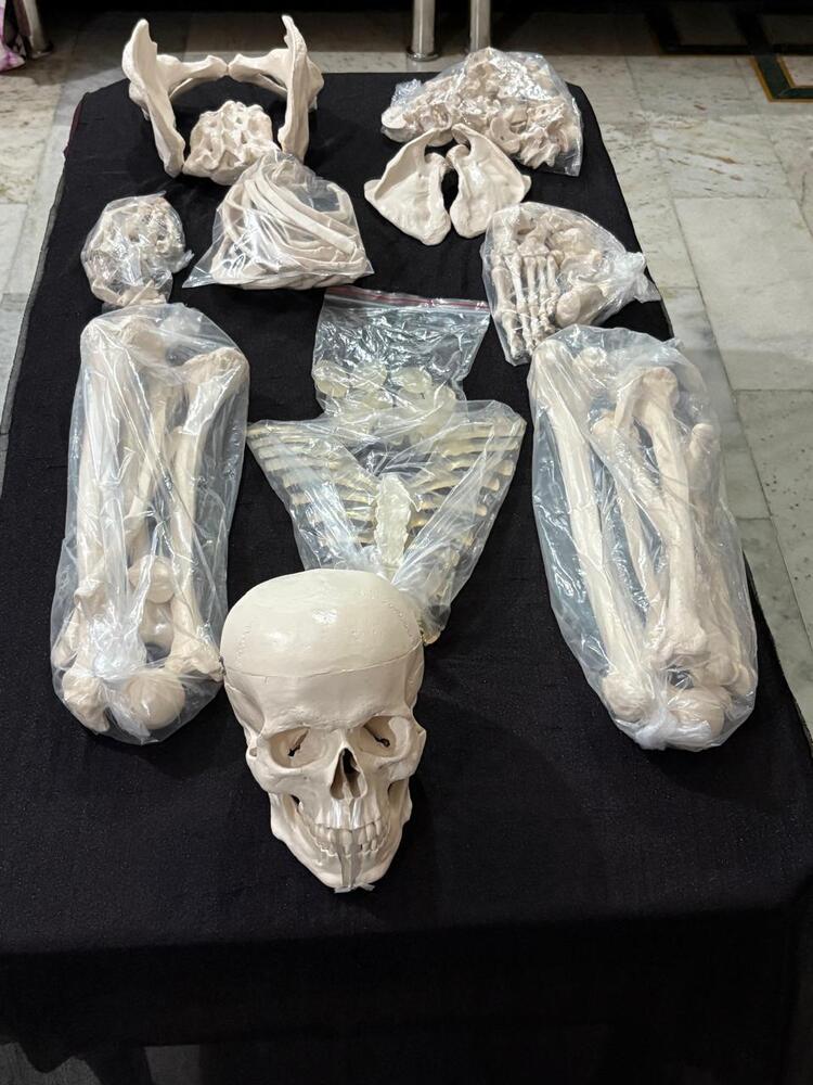 Disarticulated Skeleton Boneset Imported - Application: Medical Use