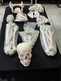 Disarticulated Skeleton boneset Imported