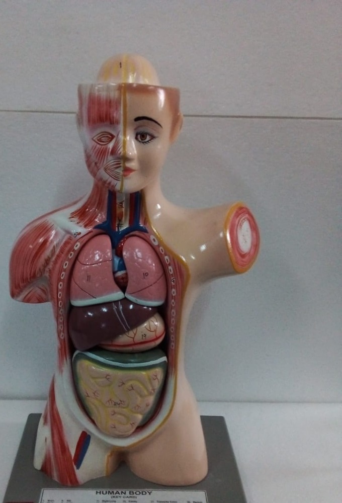 Human Torso Male Model - Application: Laboratory