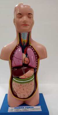 Human Torso Model - Application: Laboratory